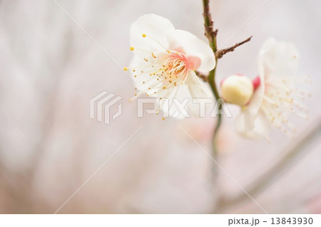 白い梅の花 13843930