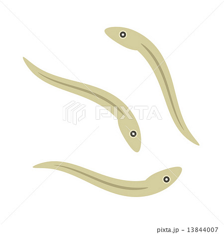 ちりめんじゃこ 13844007