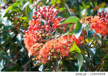 ユーカリ・オレンジスプレンダー ユーカリ・オレンジスプレンダー 13844008