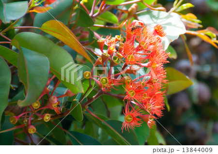 ユーカリの花・オレンジスプレンダー ユーカリの花・オレンジスプレンダー 13844009