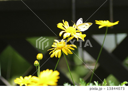 蝶とユリオプスデージー 13844073