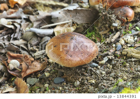 カキシメジ 13844391