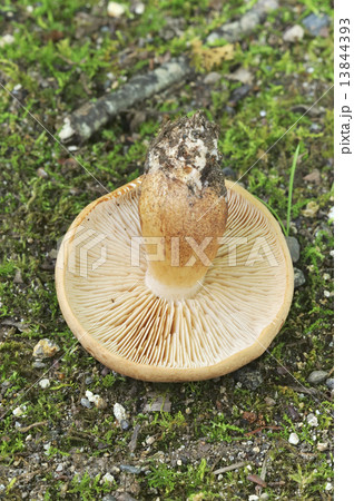 カキシメジ カキシメジ 13844393