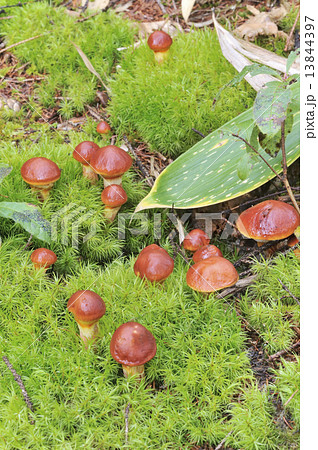 ハナイグチ 13844397