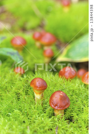 ハナイグチ 13844398