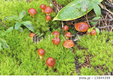 ハナイグチ ハナイグチ 13844399