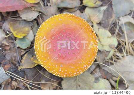 ベニタングタケ 13844400