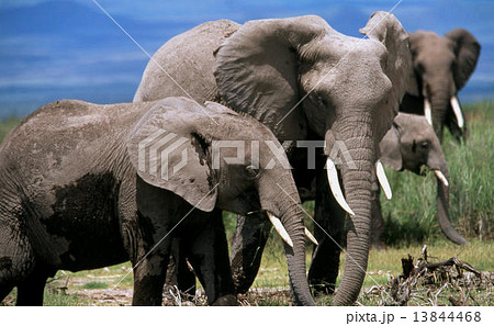 アフリカ象 13844468