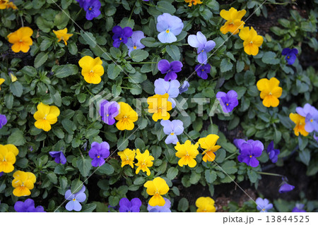 ビオラの花 ビオラの花 13844525