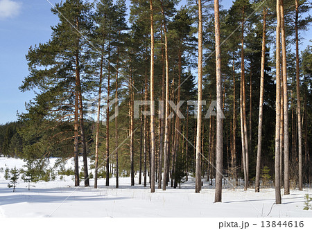 Pine forest in winter time Pine forest in winter time 13844616