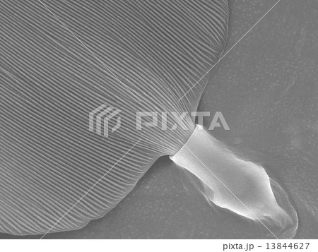 モルフォチョウ　鱗粉 13844627