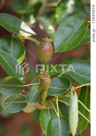セイヨウナシの花後と青い実 13844659