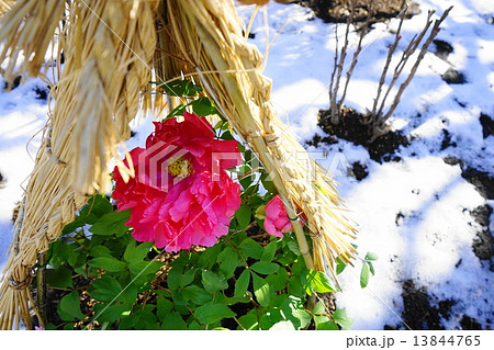 1月花 ボタン・ボタン科124寒ボタン・上野東照宮 1月花 ボタン・ボタン科124寒ボタン・上野東照宮 13844765