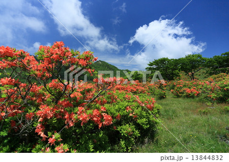 レンゲツツジ 13844832