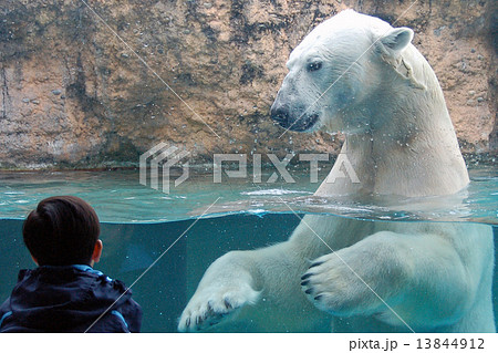 白熊と子供の写真素材
