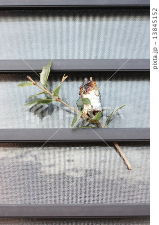 節分 柊鰯 勝手口にも念入りに02 節分 柊鰯 勝手口にも念入りに02 13845152