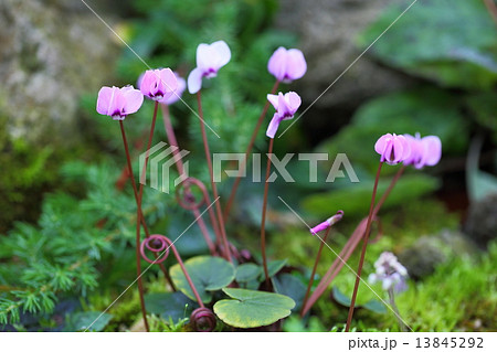 シクラメン 13845292