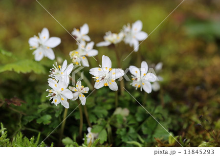 バイカオウレン 13845293