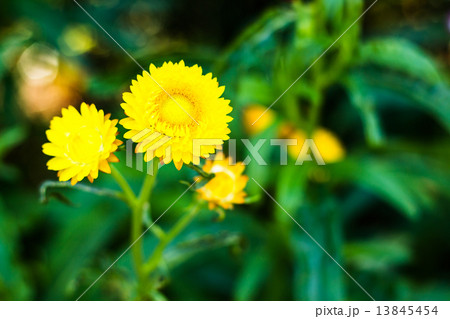 Bracted Strawflower,Paper Daisy,Everlasting Daisy 13845454