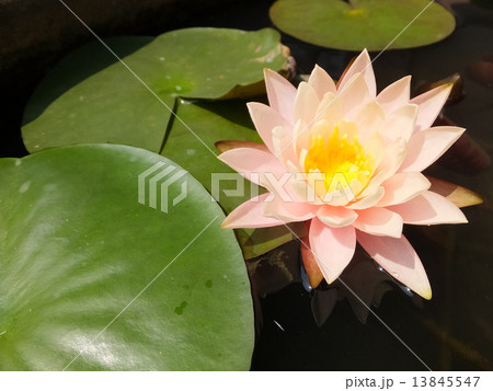 ピンク色の睡蓮の花 13845547