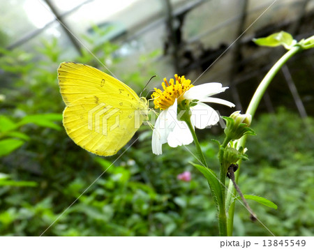 蜜を吸う黄蝶 13845549