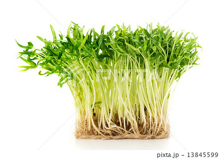 空心菜のスプラウト 13845599