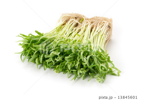 空心菜のスプラウト 空心菜のスプラウト 13845601