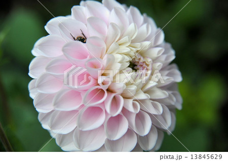 蓼科高原イングリッシュガーデン 秋の花々　蜜蜂も 13845629