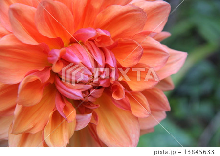 蓼科高原イングリッシュガーデン 秋の花々 蓼科高原イングリッシュガーデン 秋の花々 13845633