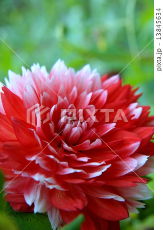 蓼科高原イングリッシュガーデン 秋の花々 蓼科高原イングリッシュガーデン 秋の花々 13845634