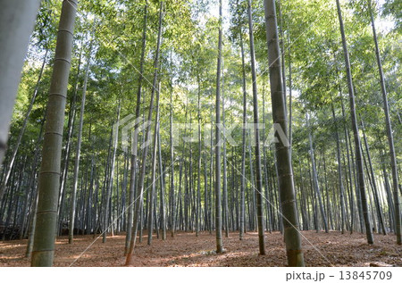 竹林 竹林 13845709