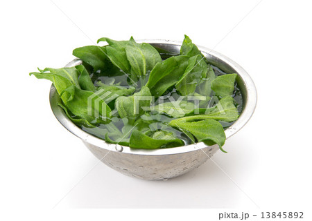 アイスプラント アイスプラント 13845892