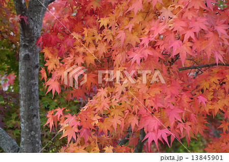 イロハ紅葉 13845901