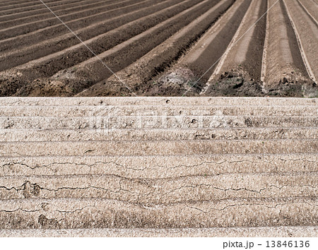 potato field potato field 13846136
