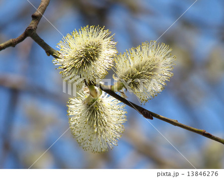 Pussy-willow Pussy-willow 13846276