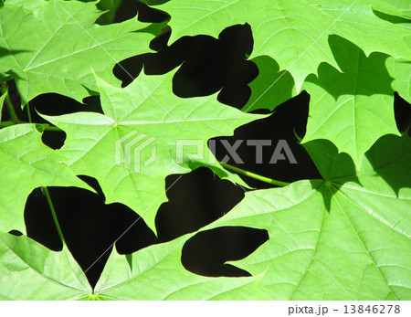 Green maple Green maple 13846278