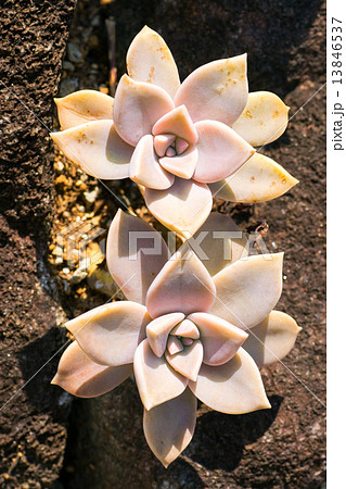 グラプトペタルム・パラグァインセ、朧月、ベンケイソウ科、中南米（メキシコ） 13846537