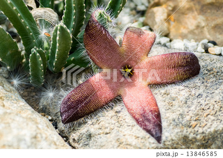 スタペリア・グランディフォロラ、ガガイモ科、南アフリカ（ケープ）、トランスヴァール 13846585