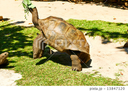 Giant tortoise at Seychelles Giant tortoise at Seychelles 13847120