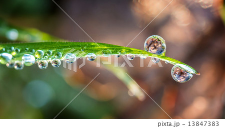 Grass with drops 13847383