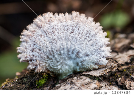 Tinder fungus 13847384