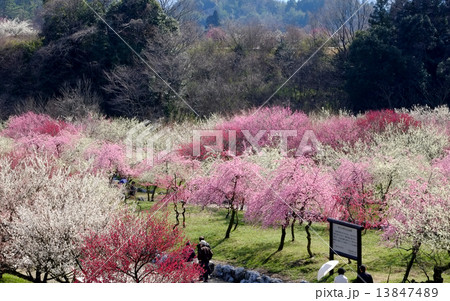 梅林公園 13847489