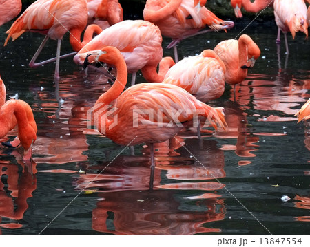 フラミンゴ フラミンゴ 13847554