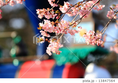 西武園の桜 西武園の桜 13847564
