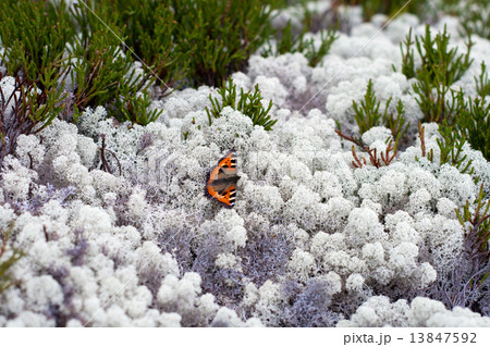 Butterfly on linchen 13847592