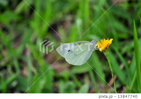 蝶とタンポポ 13847740