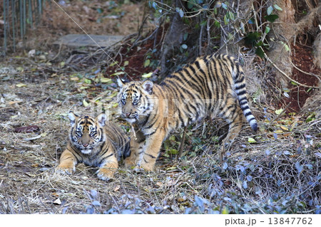 トラの赤ちゃんの兄弟 トラの赤ちゃんの兄弟 13847762