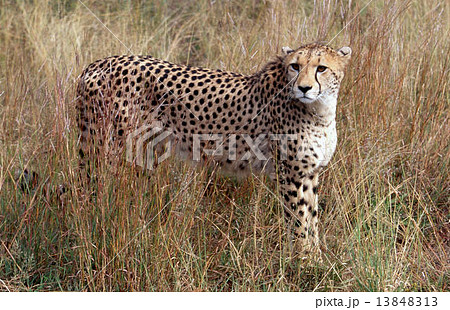 チーター 13848313