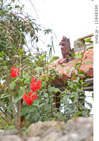 ハイビスカスとシーサー 13848390