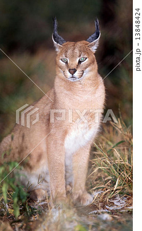 カラカル 13848424